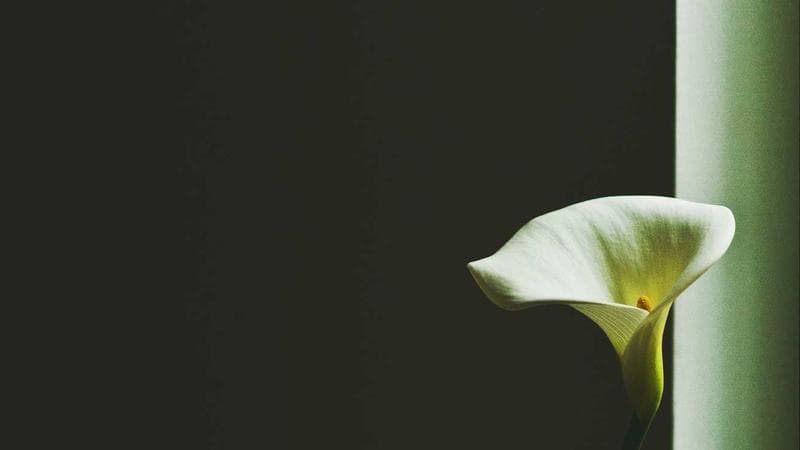 Underdog Team Wins Championship in Most Stunning Upset in Decades