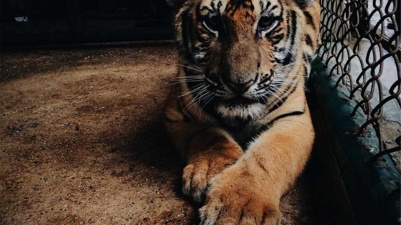 17-Year-Old Tennis Prodigy Shatters Grand Slam Records